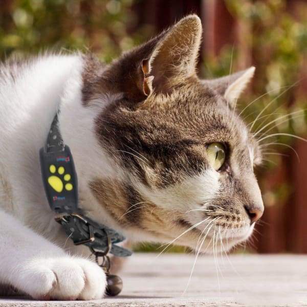 GPS-spårningssystem för katter med live-spårning och uppdateringar i realtid