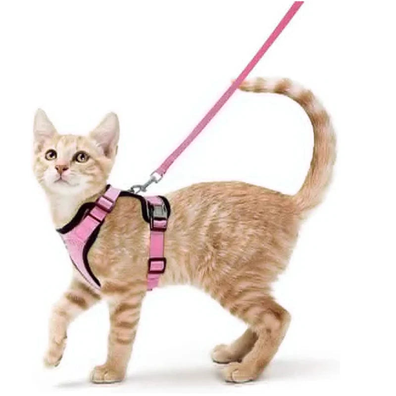 Bekväm och säker sele för katter vid promenad
