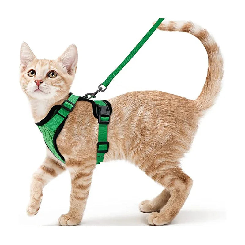 Bekväm och säker sele för katter vid promenad