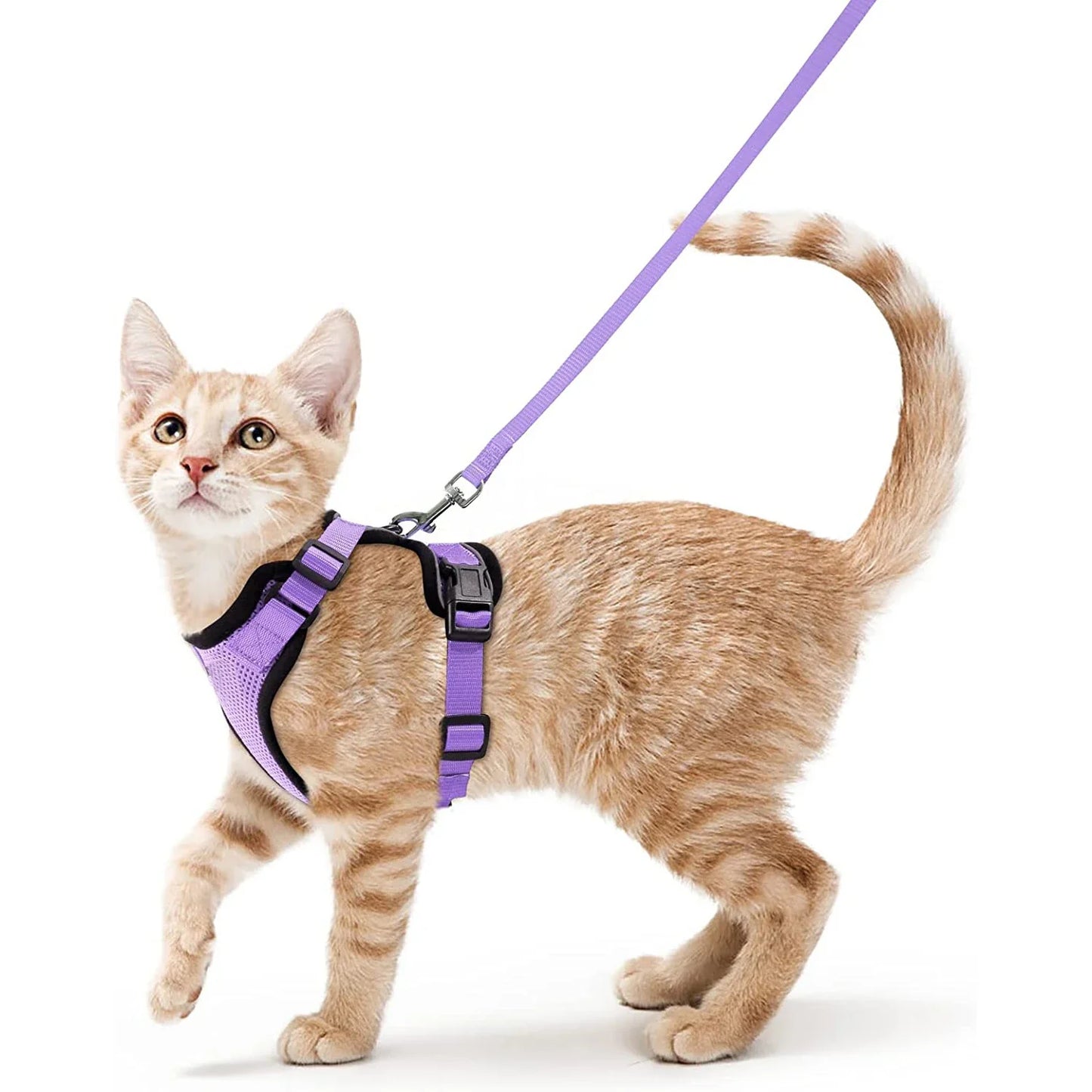 Bekväm och säker sele för katter vid promenad