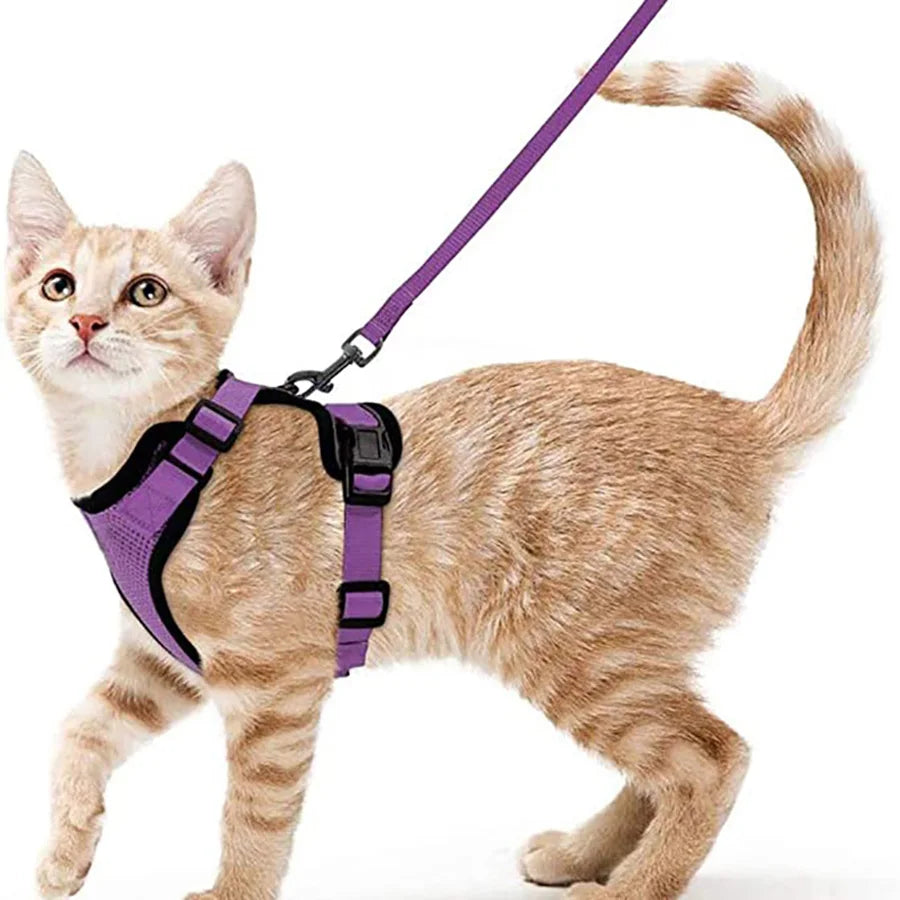 Bekväm och säker sele för katter vid promenad