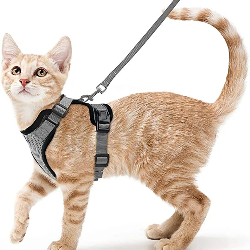 Bekväm och säker sele för katter vid promenad