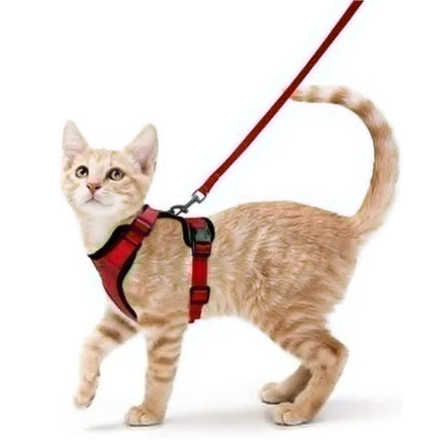 Bekväm och säker sele för katter vid promenad