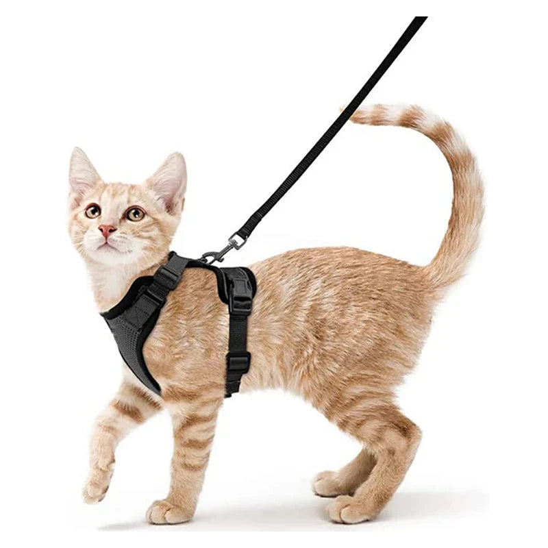 Bekväm och säker sele för katter vid promenad
