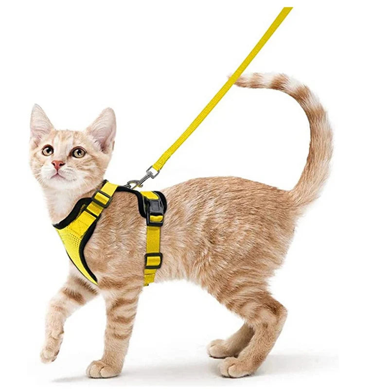 Bekväm och säker sele för katter vid promenad