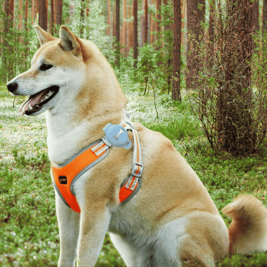 Håll ditt husdjur pålitligt och alltid informerat