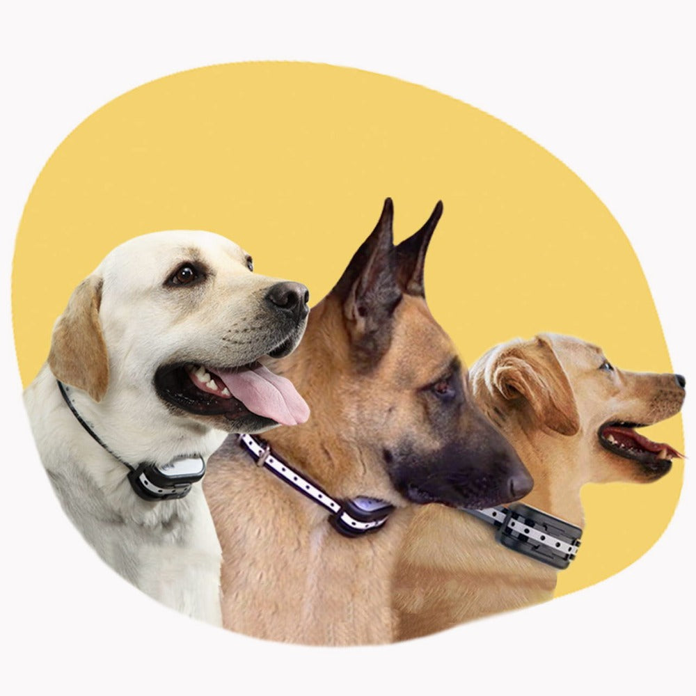 Optimal skydd och komfort för ditt husdjurs tassar