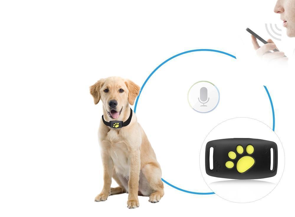 GPS-spårningssystem för katter med live-spårning och uppdateringar i realtid